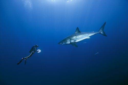 requin blanc