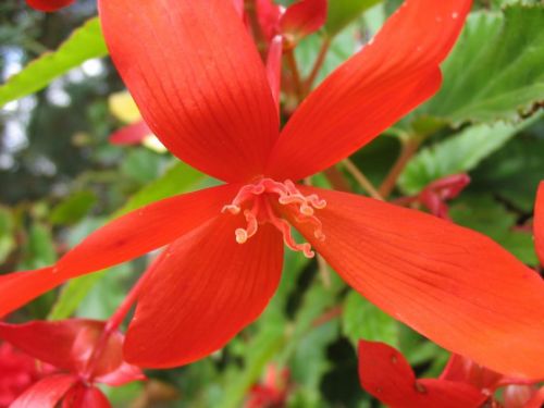 Begonia Dragon wing