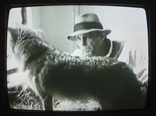 Beuys coyote