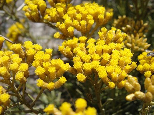 Helichrysum italicum plante  curry