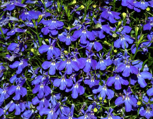 Lobelia erinus loblie