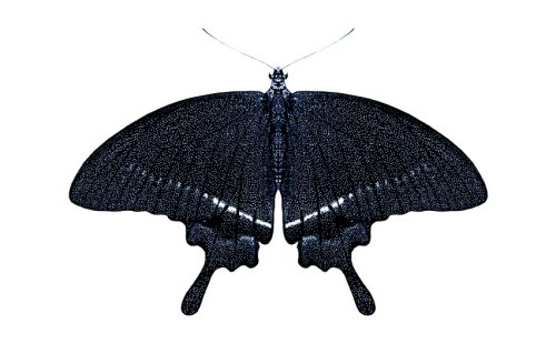 Miguel Branco papillon