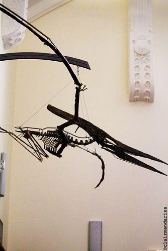 pteranodon