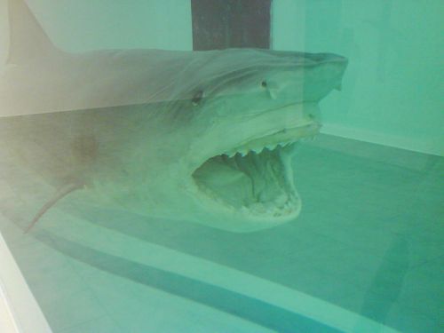 requin Damien Hirst