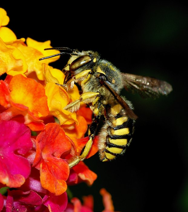 photographie abeille
