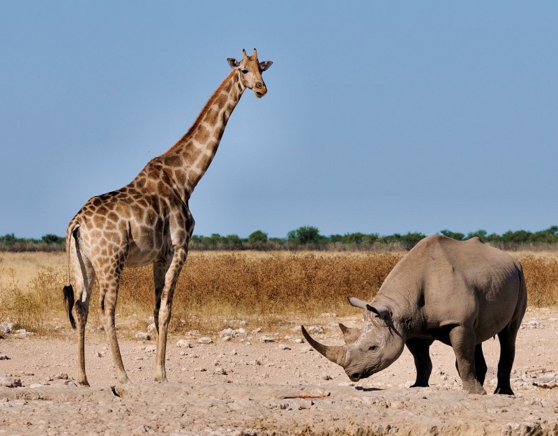 photographie animaux