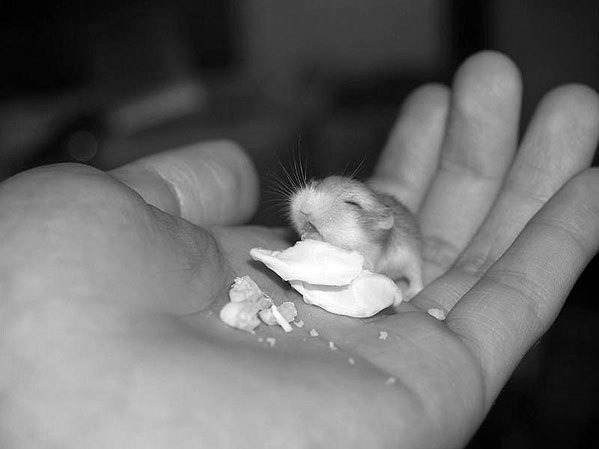 photographie bebe hamster