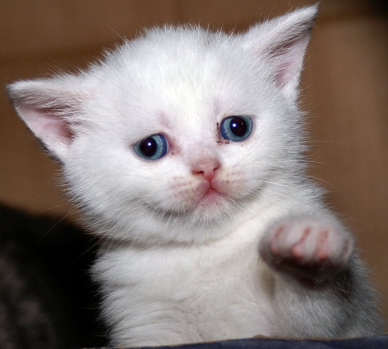 chaton blanc