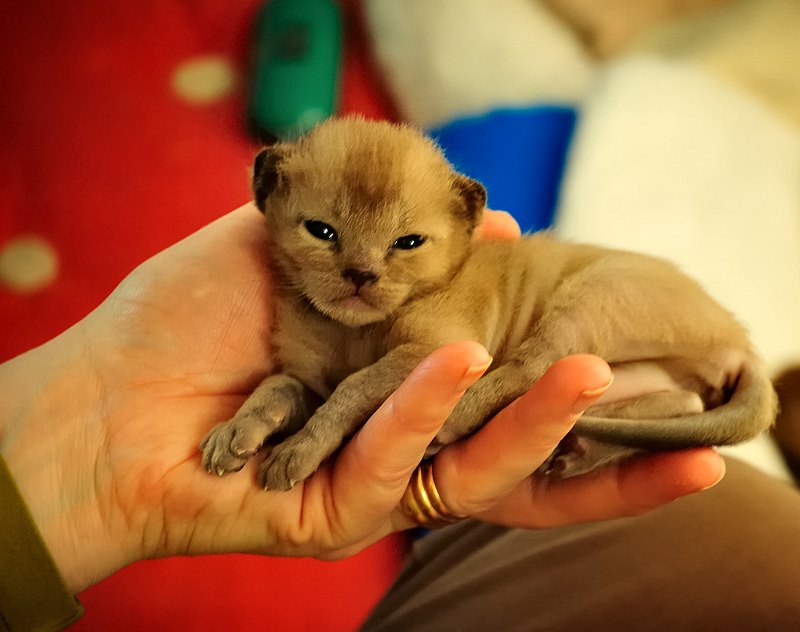 photo Chaton burmese anglais