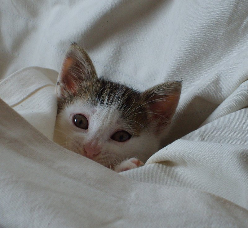 chaton dans le lit