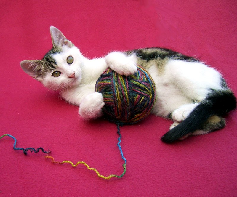 chaton jouant avec une pelote de laine