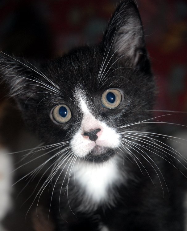 chaton noir et blanc