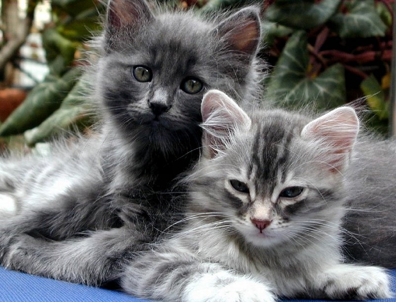photographies chatons