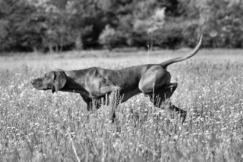 Chien  l'arrt