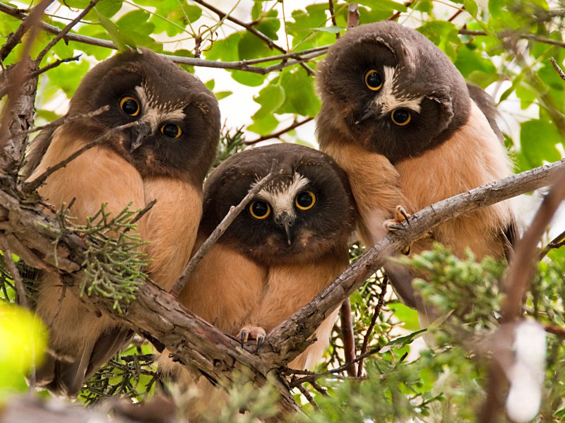 photographie chouettes