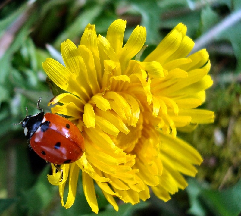 coccinelle