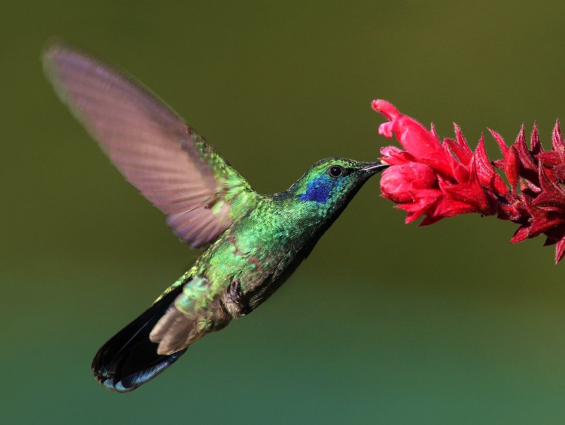 colibri