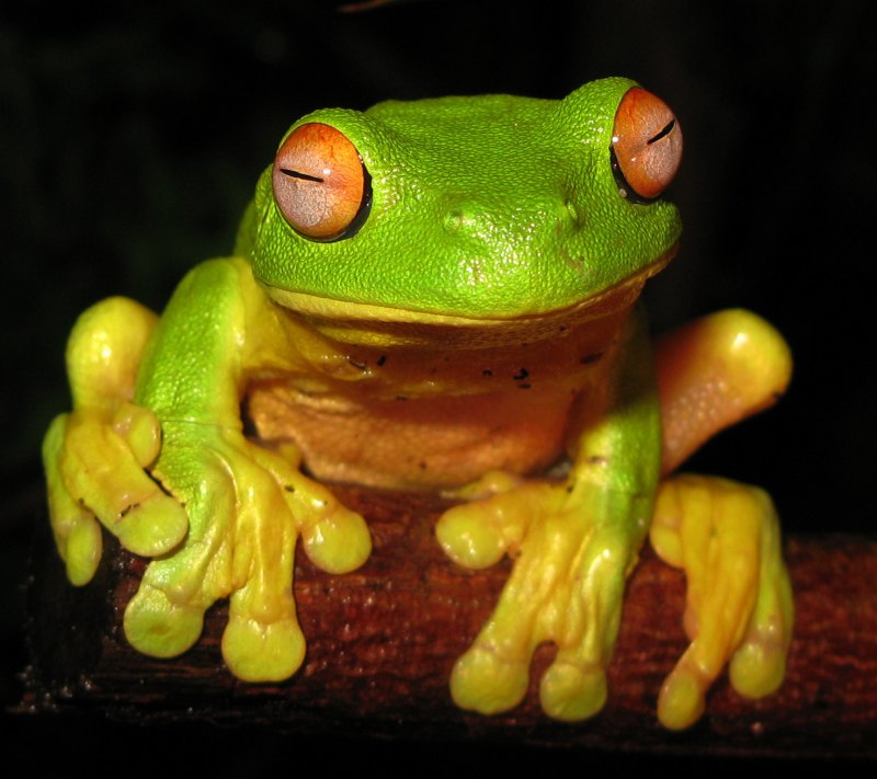 grenouille arboricole