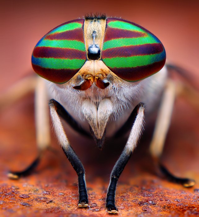 photographie mouche