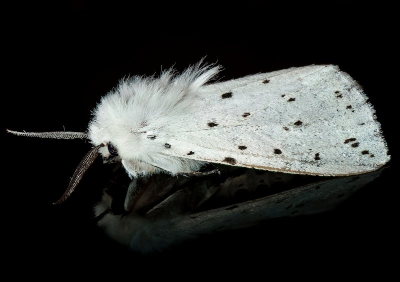 photographie papillon de nuit