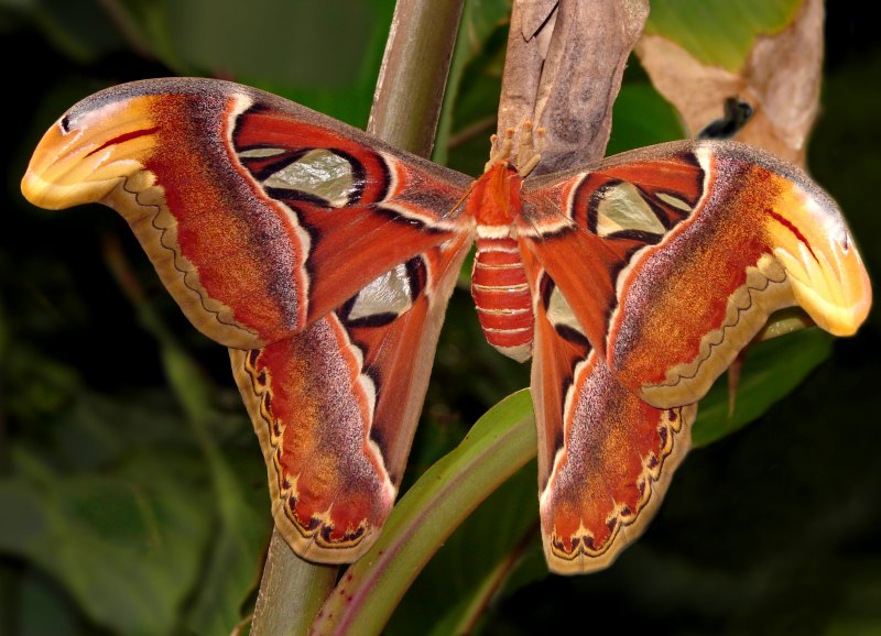 photographie papillon