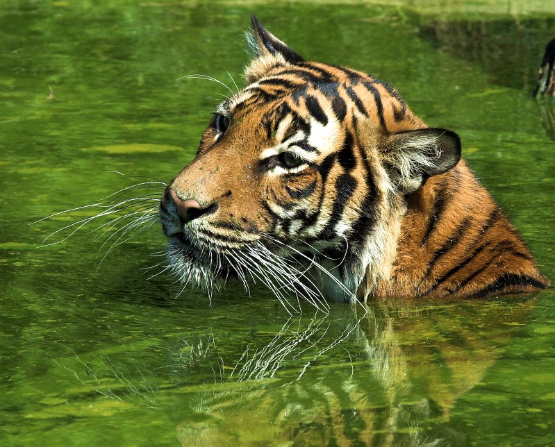 photo tigre