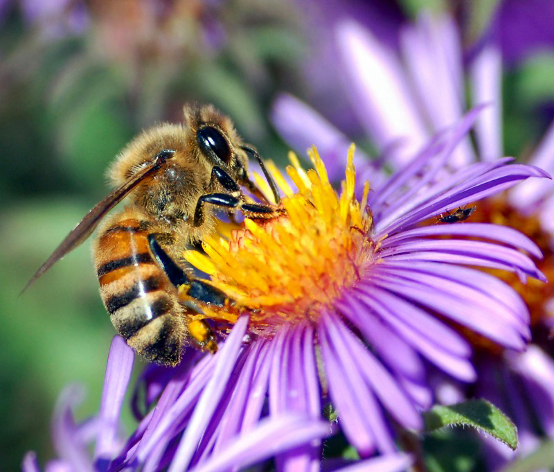 photographie abeille