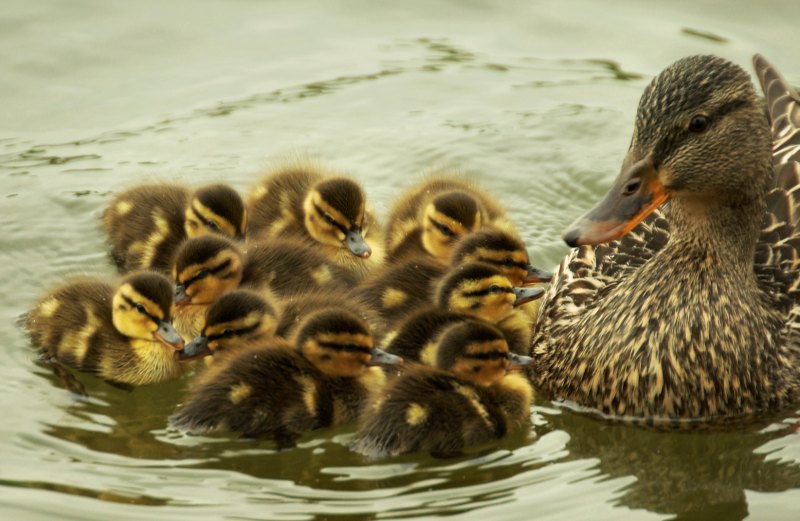 photographie canards