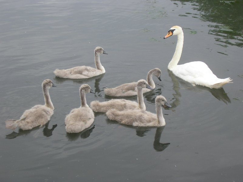 photographie cygnes