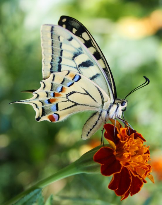photographie de papillon