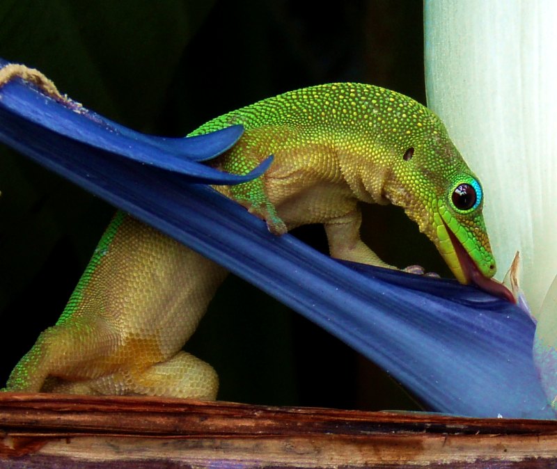 photographie gecko