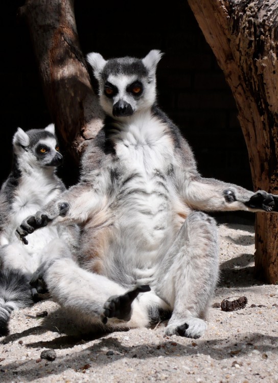 photographie lemurien