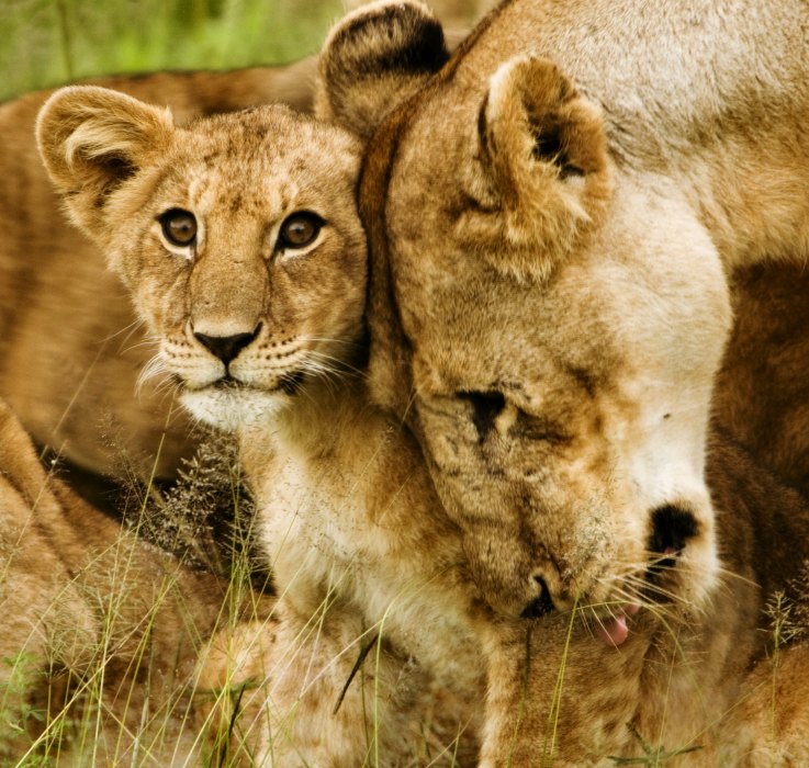 photographies lions