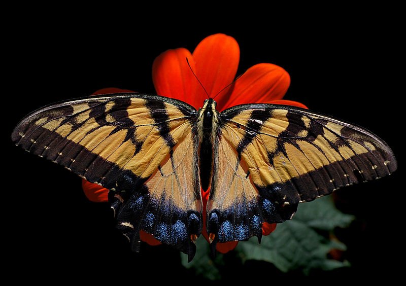 photographie papillon