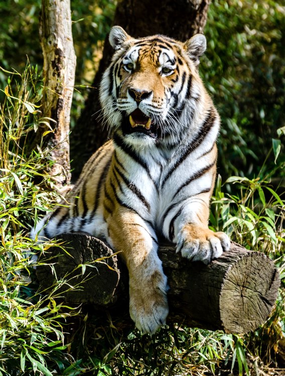 photographie tigre