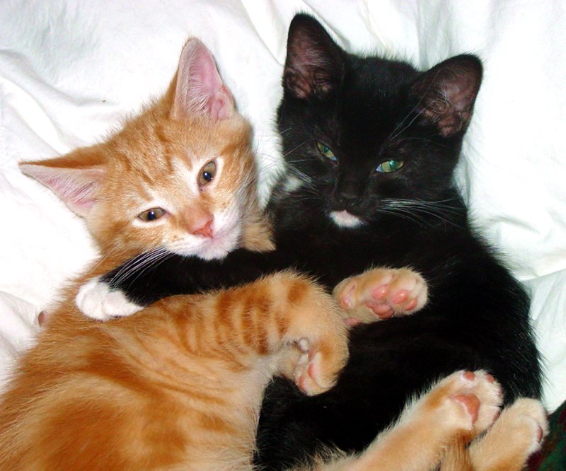photographie chaton