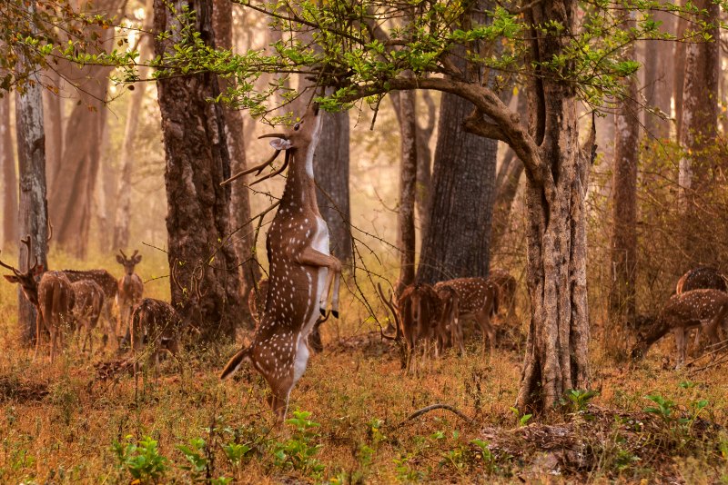 photographies animaux