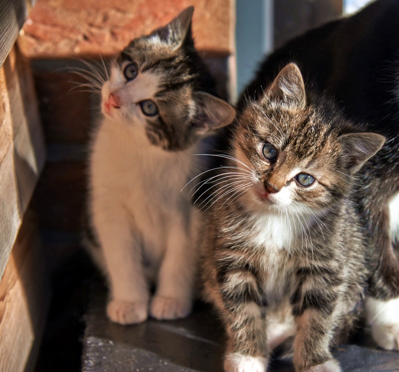 photographies chatons