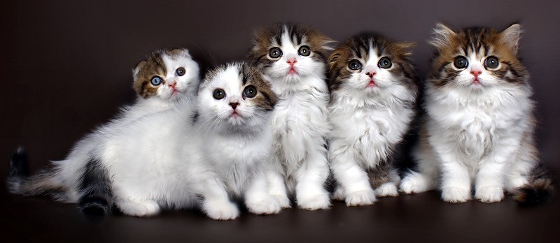 photographies de chatons