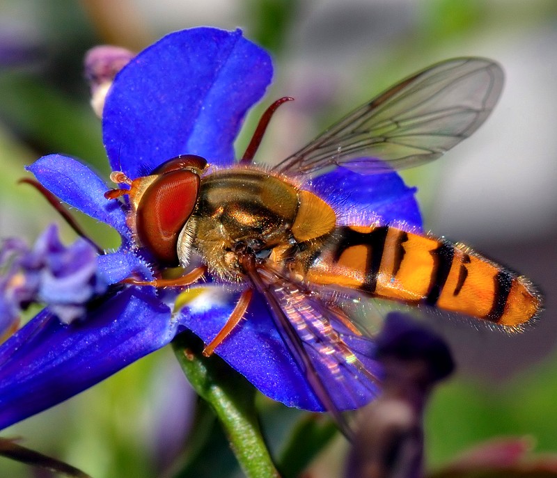 photographies insecte