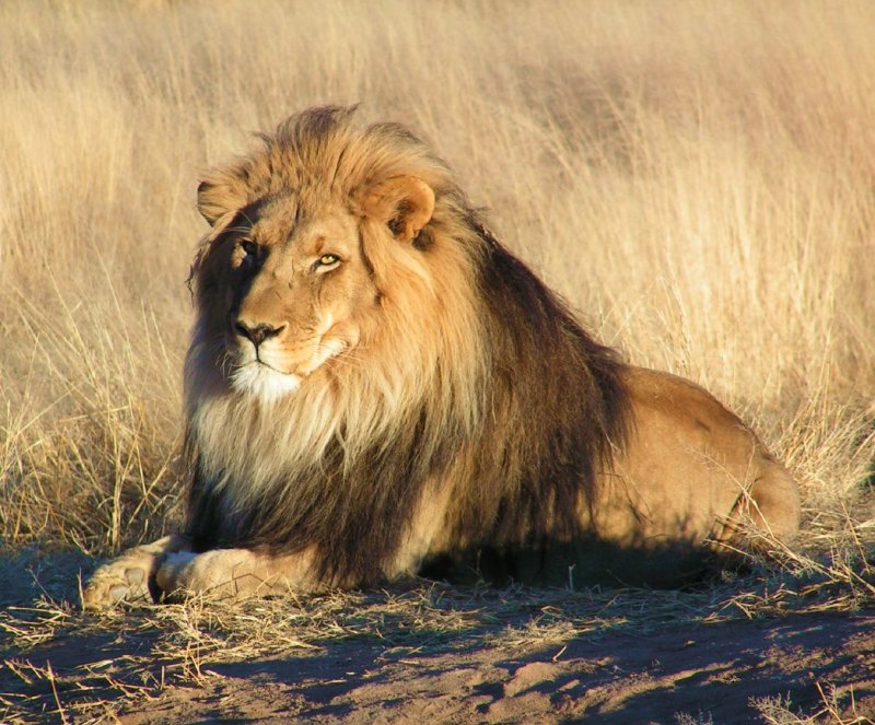 photographies lion