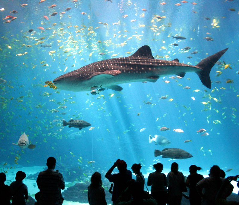 photographie requin baleine