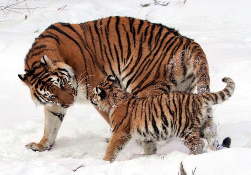 photographie tigres
