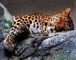 leopard